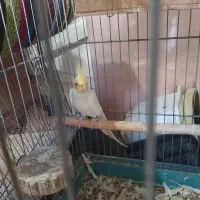 پرنده عروس هلندی