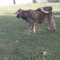 گاوشکمدارگوساله نرچالوسی|حیوانات مزرعه|گوراب زرمیخ, |دیوار