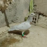 چهارتا حیوون|پرنده|قوچان, |دیوار