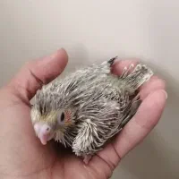 عروس هلندی|پرنده|تهران, والفجر (افسریه)|دیوار