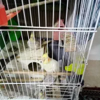 فروش عروس هلندی ومرغ عشق