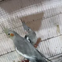 طوطی عروس وایت فیس.سینامون|پرنده|فریدونکنار, |دیوار