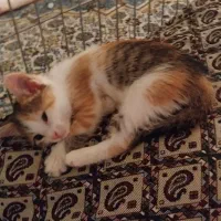 چندتا گربه رنگی با نمک که یک رگشون پرشین هست|گربه|بردسکن, |دیوار