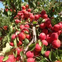 نهال خاص و نهال میوه دوساله