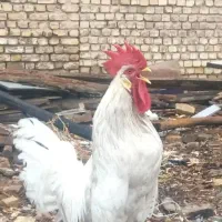 یک عدد خروس