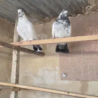 کل دم سیاه خال قدیم|پرنده|قم, شهرک مهدیه (مدرس)|دیوار