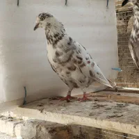 یجفت کبوتر نر و ماده پلنک یا قلمکاری کار داده|پرنده|اصفهان, عاشق‌آباد|دیوار