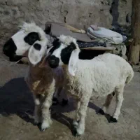دوعدد گوسفند نر سالم سرحال
