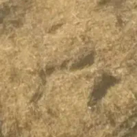 کاه گندم دیم وحدود۵۰قالب یونجه