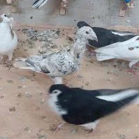 چخ‌کفتر‌آلمانی‌رنگه‌سرورابلغ‌چپ‌راست
