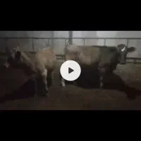 تلیسه  چاق