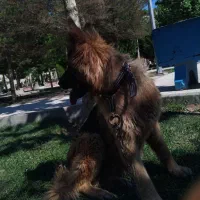 سگ ژرمن ماده