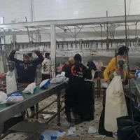 نیروی کار.کشتارگاه مرغ  علی آباد