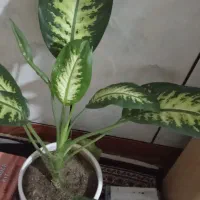 ۴گل دلفین به فروش می رسد|گل و گیاه طبیعی|پیر سلیمان, |دیوار