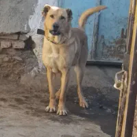 واگذاری سگ سرابی