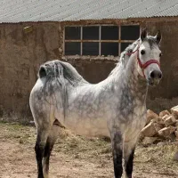 کشش اسب