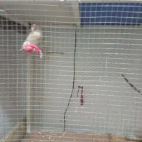 فنچ نرگسی شکلاتی|پرنده|هندیجان, |دیوار