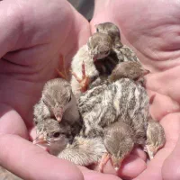 جوجه بلک استار|حیوانات مزرعه|ایرانشهر, |دیوار