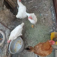 مرغ
