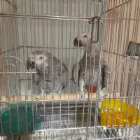 یک‌جفت کاسونروماده