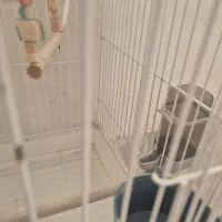 قفس به همراه دو تا جا غذا و جا آب و...|لوازم جانبی حیوانات|قرچک, پارس سرام|دیوار