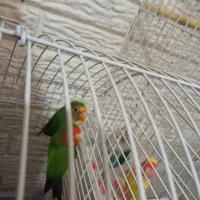 طوطی برزیلی|پرنده|رشت, سعدی (تختی)|دیوار