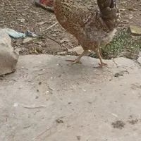 مرغ|حیوانات مزرعه|مسجد سلیمان, |دیوار