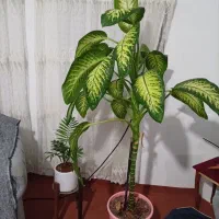 گل دیفن بلند سرحال تخفیف جزیی داره