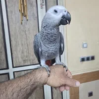 جوجه کاسکو سخنگو|پرنده|شیراز, کوشک میدان|دیوار