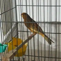 قناری ماده جوان