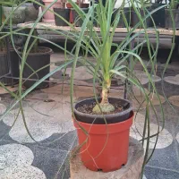 گیاه فیکوس لیراتا ، سانچزیا ،شفلرا ،بنجامین|گل و گیاه طبیعی|شیراز, شیخ روزبهان|دیوار