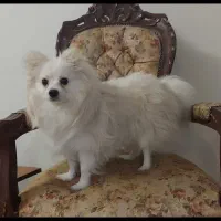 پامر نر اصیل مخصوص آپارتمان