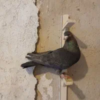 کبوتر ماده|پرنده|شیراز, شهرک مهدیه|دیوار