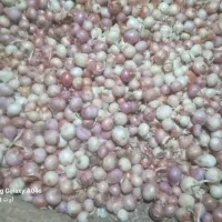 پیاز چاروسا