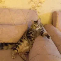 گربه مین کوون