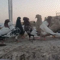 بهبهونی|پرنده|شیراز, پانصد دستگاه ارتش|دیوار