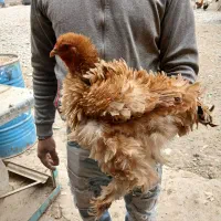 مرغ و خروس برهما مویی مفت ابریشمی