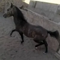 اسب نریان آرام و عالی.تخیف توپ پای قرارداد|اسب و تجهیزات اسبسواری|رفسنجان, |دیوار