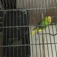 مرغ عشق با تخم