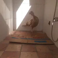 بوقلمون ماده