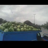 هندوانه اماده‌بارگیری