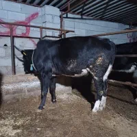 تلیسه دورگ سیمینتال چاق چاق گوساله گاو|حیوانات مزرعه|گمیشان, |دیوار