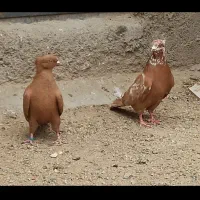 پرنده