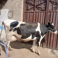 گاو گوساله میش