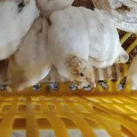 بلدرچین