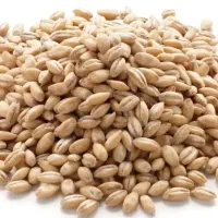 گندم ریژاو