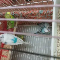 بچه مرغ عشق