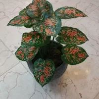 گل گلدان تعداد  و تک