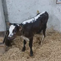 گاو شیری با گوساله نر|حیوانات مزرعه|آستارا, |دیوار