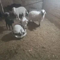 فروش گوسفند